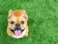 a french bulldog staring up at the camera