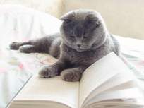 a gray cat reading a book of very advanced vocabulary