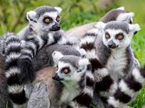 a group of lemurs