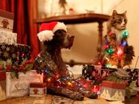 a holiday party for dogs and cats