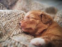 a very adorable very young puppy snuggling into a blanket its very very cute