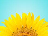 a closeup of a sunflower