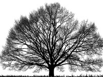 a large tree with many branches