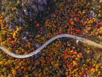 a top down image of road through an autumn forest