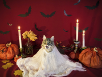 bride of dracula in cat form surrounded by candles and somewhat bewilderingly orange sacks instead of surely much cheaper and easier to find actual pumpkins