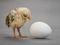 chicken or egg
