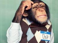chimpanzee with hand to head