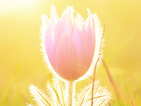 closeup of pulsatilla grandis flower