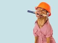 dog-hard-hat-hammer