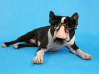 dog-in-disguise