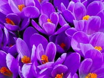 field of crocuses