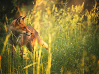 fox in summer forest