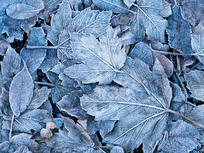 frosted autumn leaves
