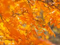 gold and yellow fall leaves right before they fall