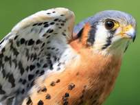 kestrel