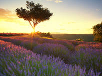 lavender fields in france