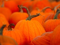pumpkin patch closeup