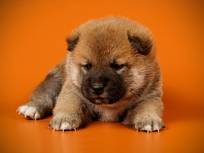 shiba puppy more or less demanding cuddles