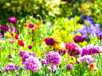 spring flowers
