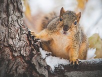 squirrel in winter