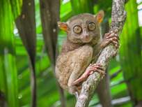 tarsier