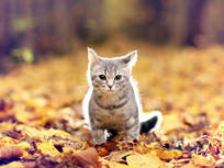 your joy will turn to ashes in your mouth cat