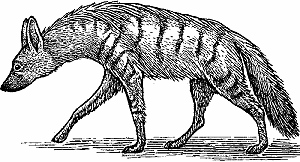 Illustration of aardwolf