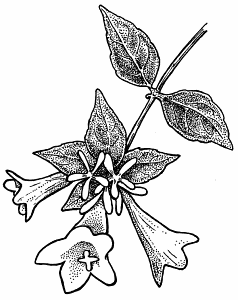Illustration of abelia