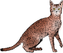 Illustration of abyssinian