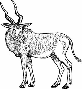 Illustration of addax