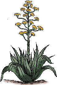 Illustration of agave