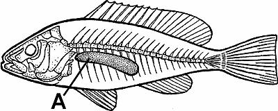 Illustration of air bladder