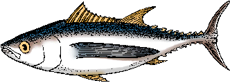 Illustration of albacore