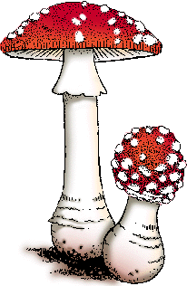 Illustration of amanita