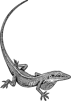 Illustration of green anole