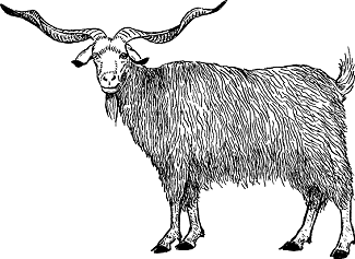 Illustration of angora goat