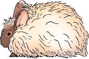 Illustration of angora rabbit