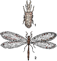 Illustration of ant lion
