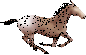 Illustration of appaloosa