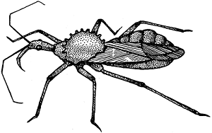 Illustration of assassin bug