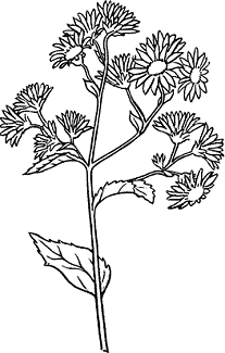 Illustration of aster