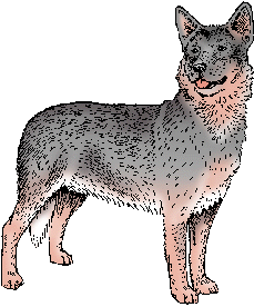 Illustration of <span class=syl>australian cattle dog</span>