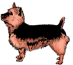 Illustration of australian terrier