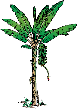 Illustration of banana