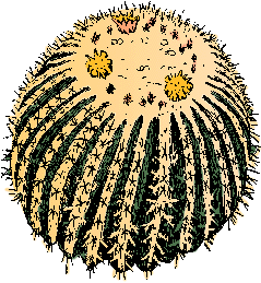 Illustration of barrel cactus