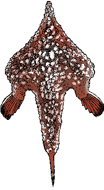 Illustration of batfish