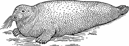 Illustration of bearded seal
