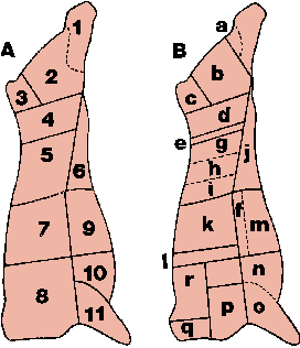 Illustration of beef