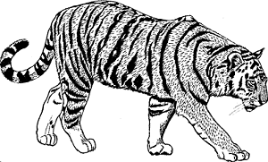 Illustration of bengal tiger