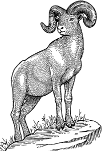 Illustration of bighorn sheep